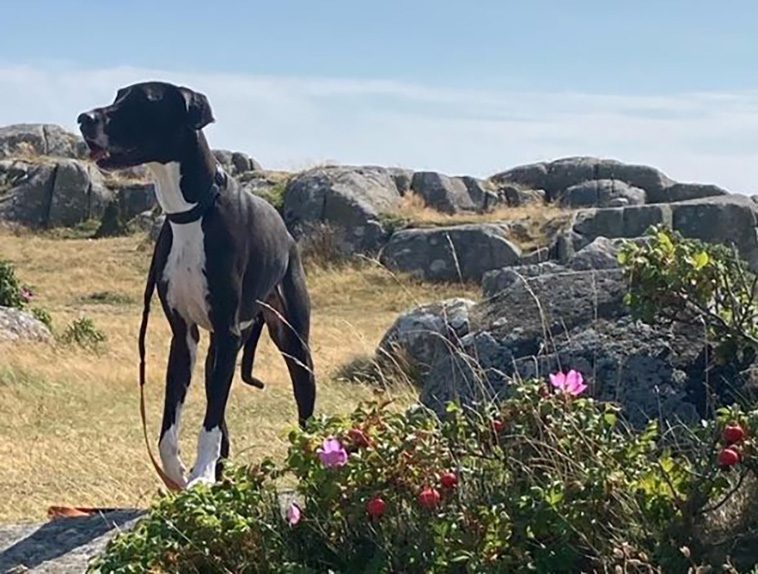 Månadens vovve: Den camping-glada jätten Rush