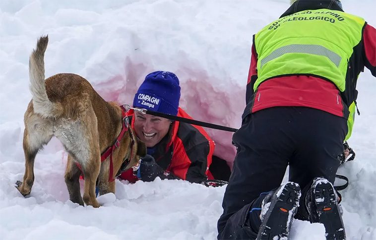 Räddningshunden Zen tränar fyrbenta kollegor i de lavinfarliga Dolomiterna