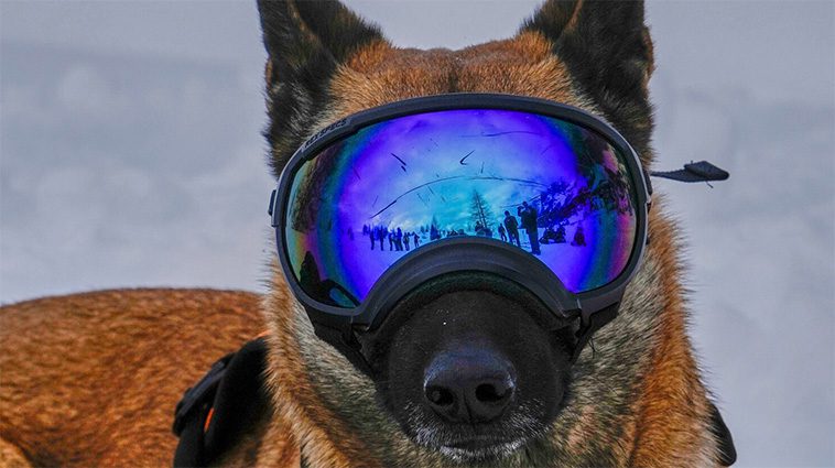 Räddningshunden Zen tränar fyrbenta kollegor i de lavinfarliga Dolomiterna