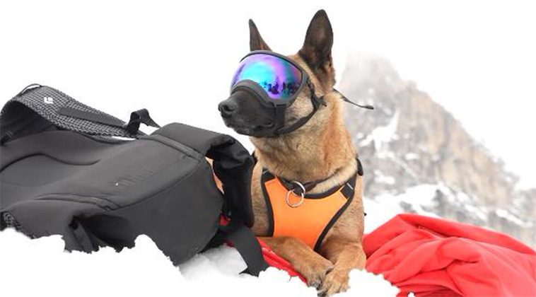 Räddningshunden Zen tränar fyrbenta kollegor i de lavinfarliga Dolomiterna