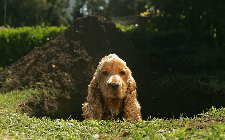 Så gör du trädgården till ett tryggt och stimulerande paradis för din hund i vår