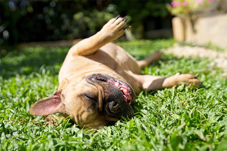 Så gör du trädgården till ett tryggt och stimulerande paradis för din hund i vår
