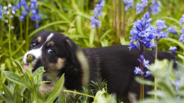 Så gör du trädgården till ett tryggt och stimulerande paradis för din hund i vår