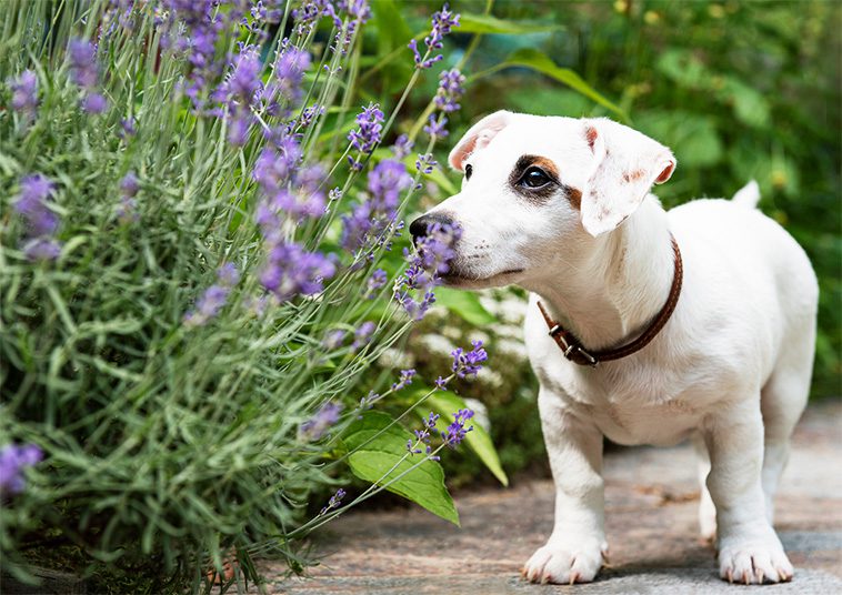 Så gör du trädgården till ett tryggt och stimulerande paradis för din hund i vår