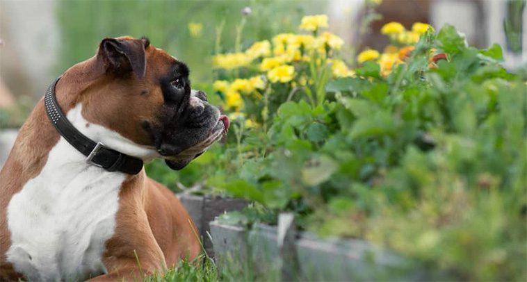 Så gör du trädgården till ett tryggt och stimulerande paradis för din hund i vår