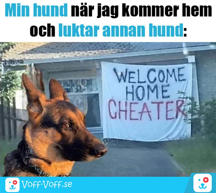 Älskar du schäfrar? Här är 21 roliga schäfer-memes som garanterat kommer att göra din dag!