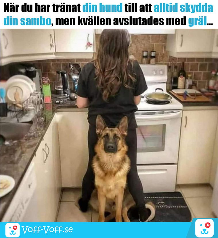 Älskar du schäfrar? Här är 21 roliga schäfer-memes som garanterat kommer att göra din dag!