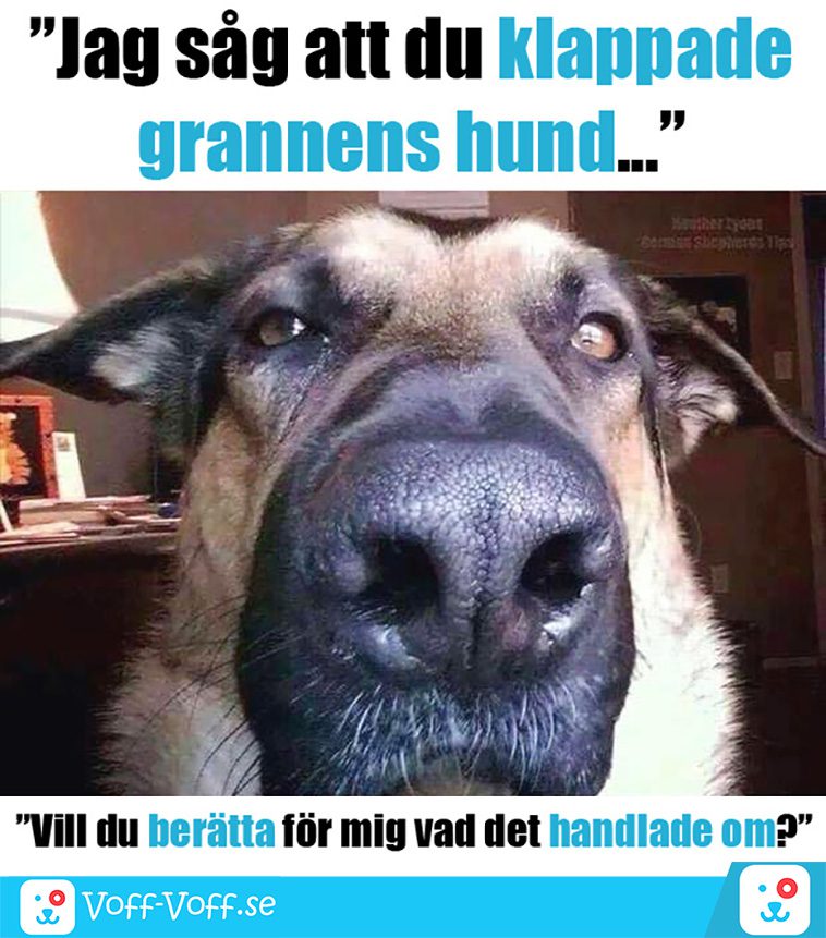 Älskar du schäfrar? Här är 21 roliga schäfer-memes som garanterat kommer att göra din dag!