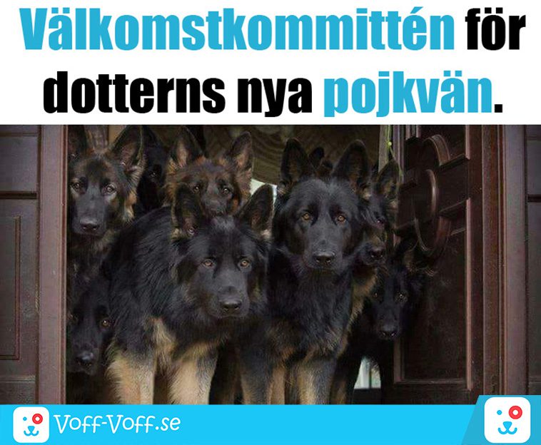 Älskar du schäfrar? Här är 21 roliga schäfer-memes som garanterat kommer att göra din dag!