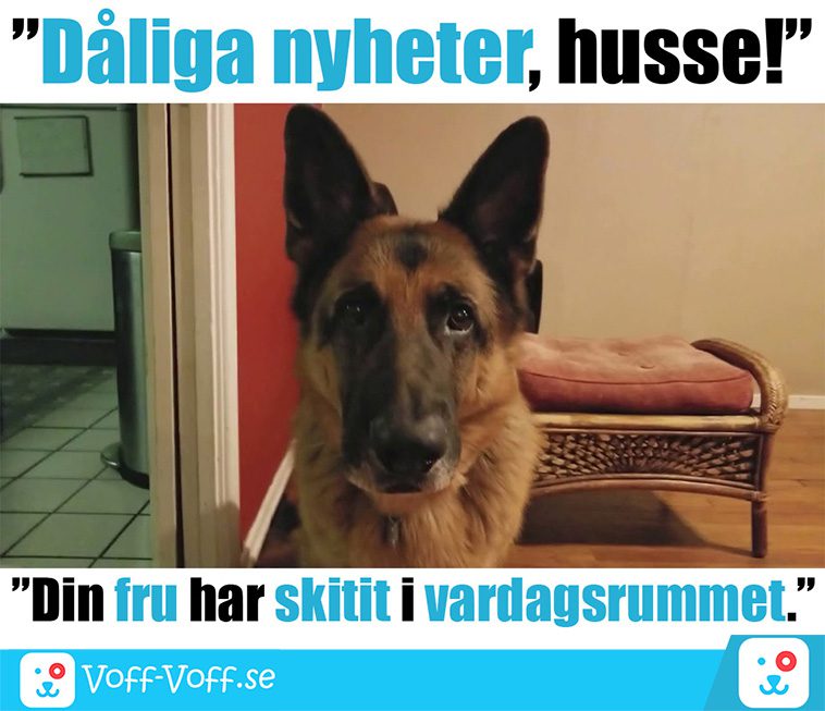 Älskar du schäfrar? Här är 21 roliga schäfer-memes som garanterat kommer att göra din dag!