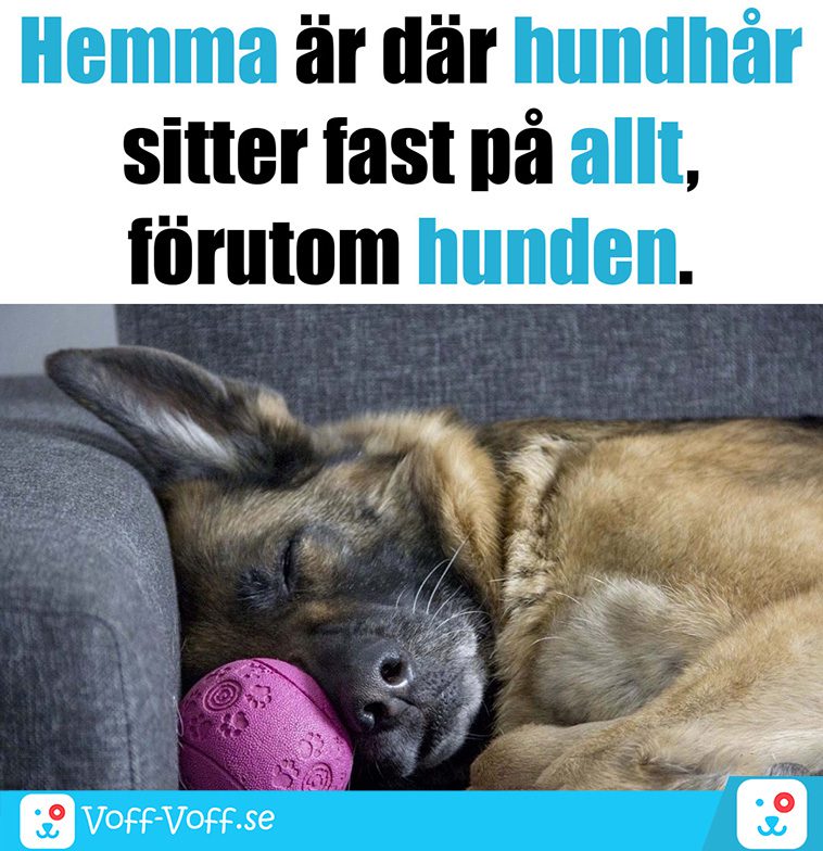 Älskar du schäfrar? Här är 21 roliga schäfer-memes som garanterat kommer att göra din dag!