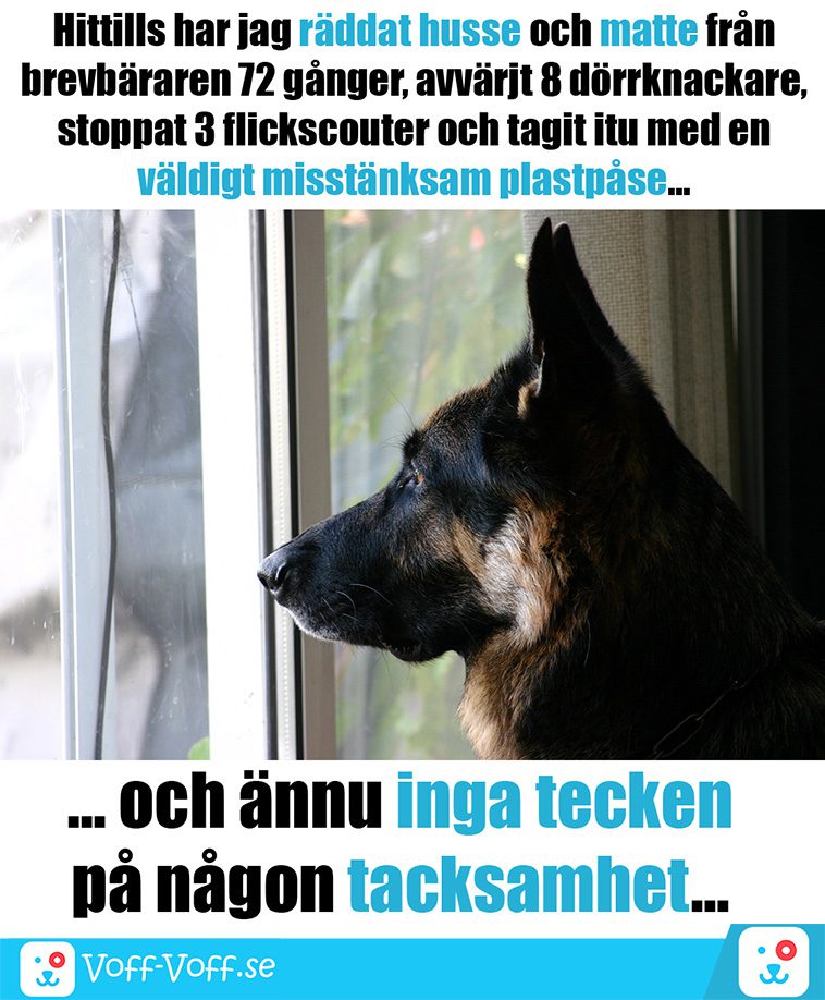 Älskar du schäfrar? Här är 21 roliga schäfer-memes som garanterat kommer att göra din dag!