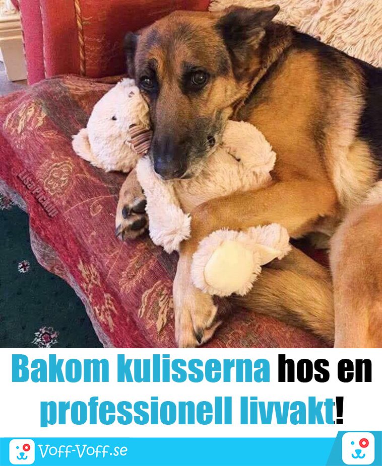 Älskar du schäfrar? Här är 21 roliga schäfer-memes som garanterat kommer att göra din dag!