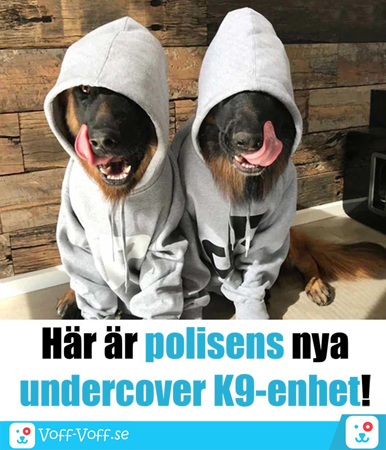 Älskar du schäfrar? Här är 21 roliga schäfer-memes som garanterat kommer att göra din dag!