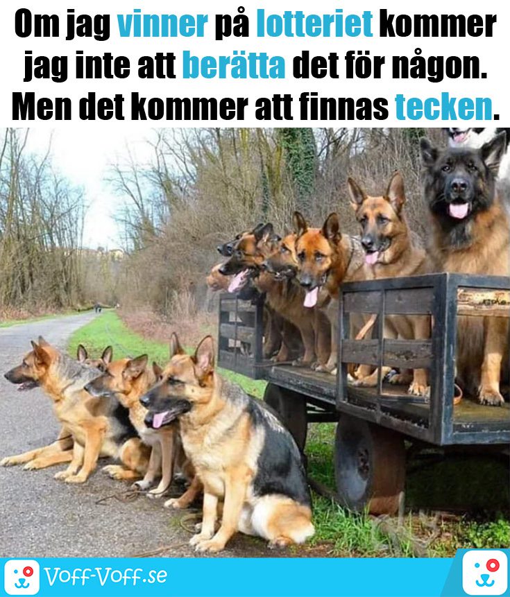 Älskar du schäfrar? Här är 21 roliga schäfer-memes som garanterat kommer att göra din dag!
