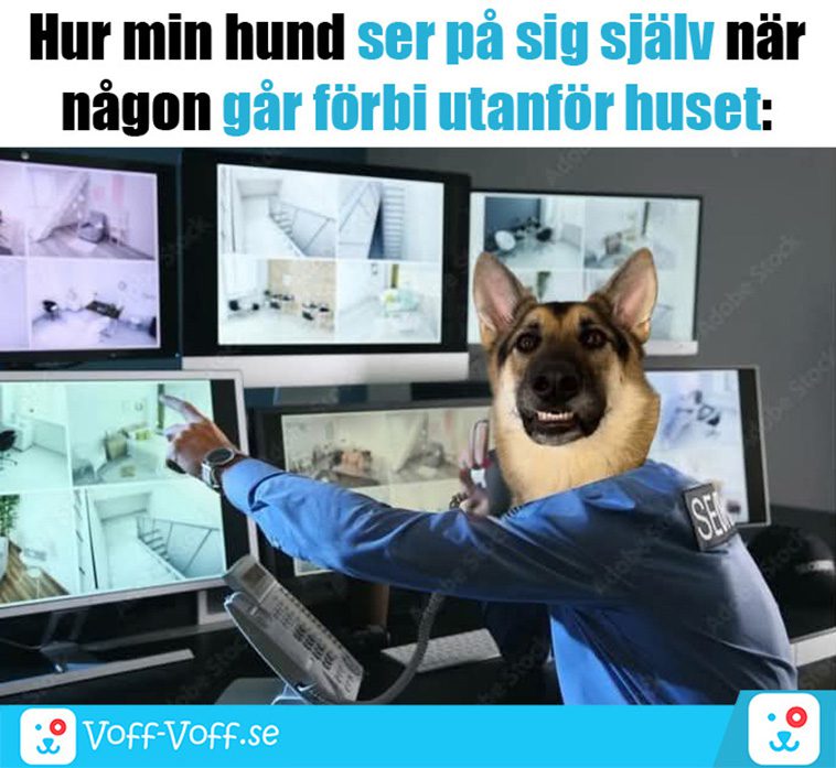 Älskar du schäfrar? Här är 21 roliga schäfer-memes som garanterat kommer att göra din dag!