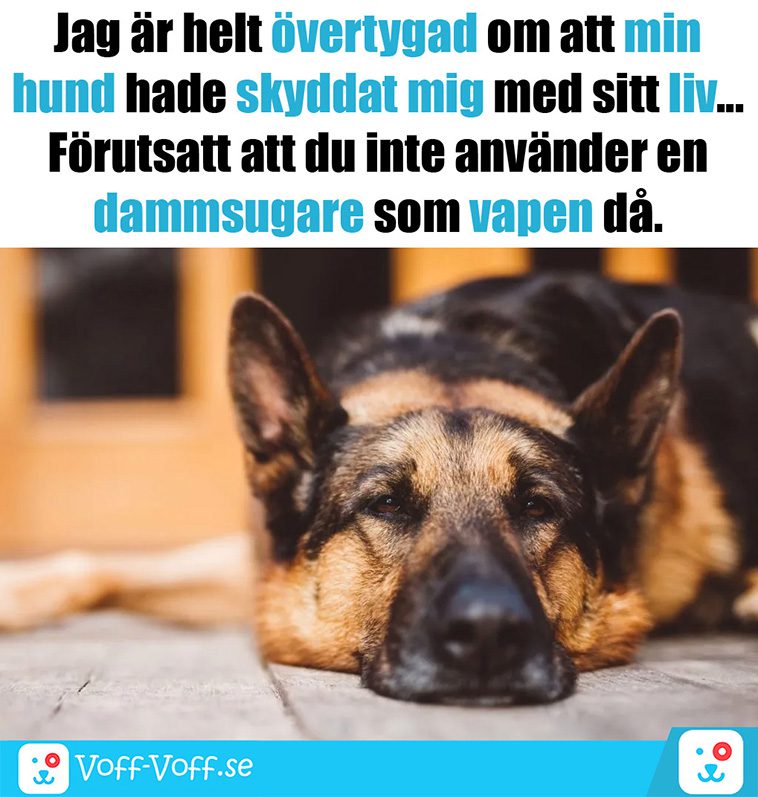 Älskar du schäfrar? Här är 21 roliga schäfer-memes som garanterat kommer att göra din dag!