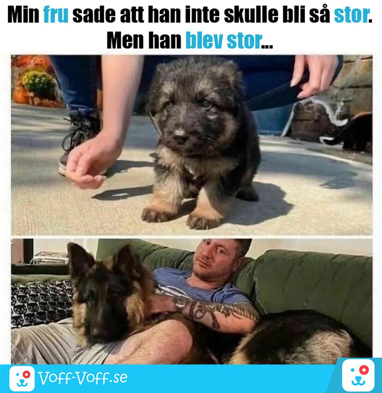 Älskar du schäfrar? Här är 21 roliga schäfer-memes som garanterat kommer att göra din dag!