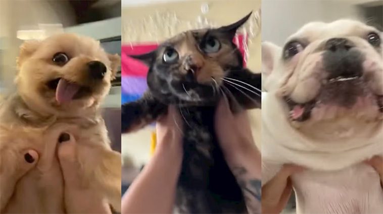 "Sluta snurra din hund" – veterinär varnar för farlig TikTok-trend