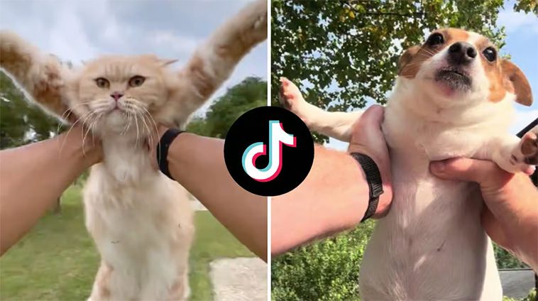 "Sluta snurra din hund" – veterinär varnar för farlig TikTok-trend