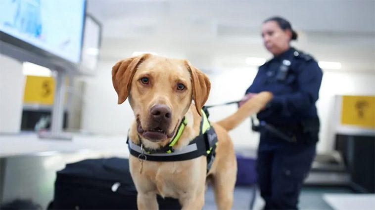 Skattepengar gick till svensk hundmassage – brittiska tjänstemän i blåsväder
