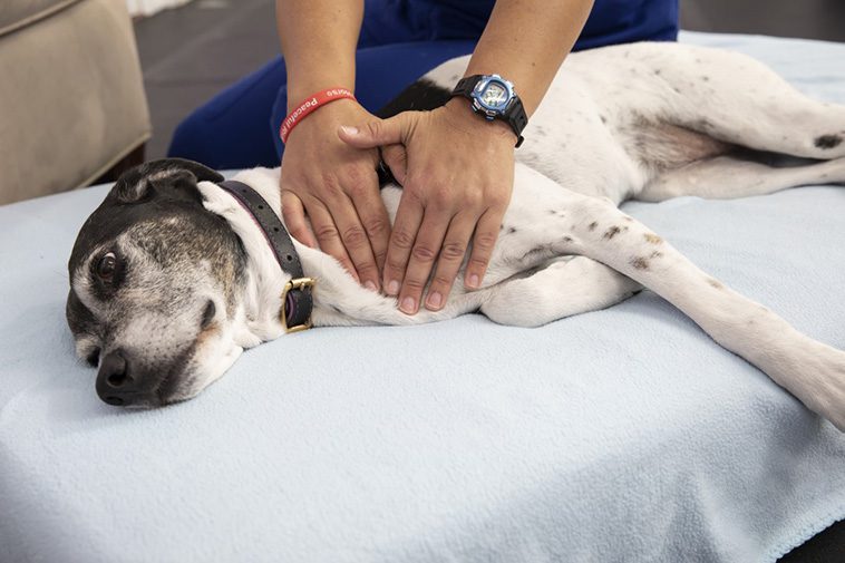 Skattepengar gick till svensk hundmassage – brittiska tjänstemän i blåsväder