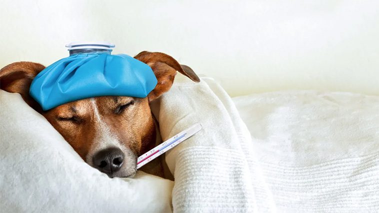 Har pälsklingen feber? Så tar du tempen på din hund – En enkel steg-för-steg-guide