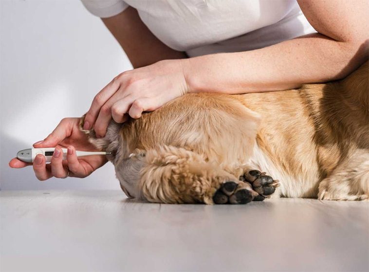 Har pälsklingen feber? Så tar du tempen på din hund – En enkel steg-för-steg-guide