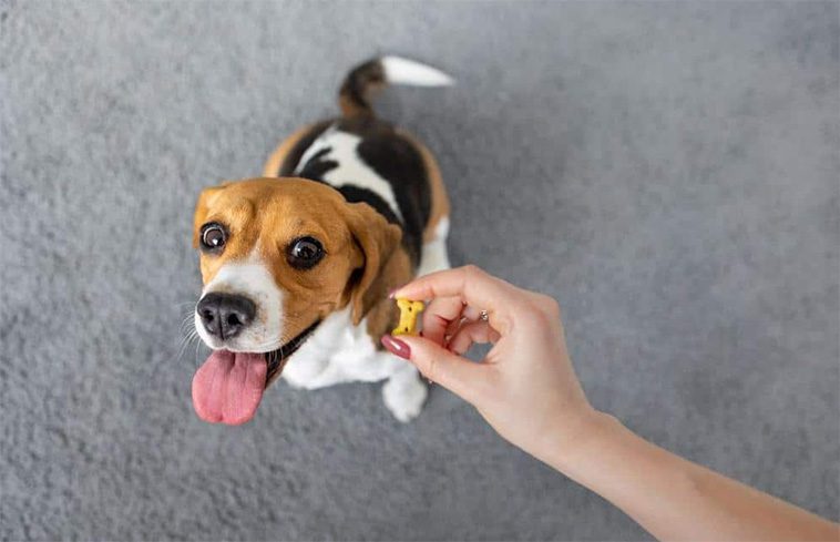 Har pälsklingen feber? Så tar du tempen på din hund – En enkel steg-för-steg-guide