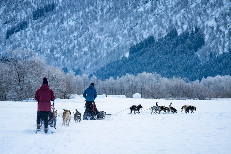 Tvåårig flicka skadad i hundattack under skidtur i fjällen