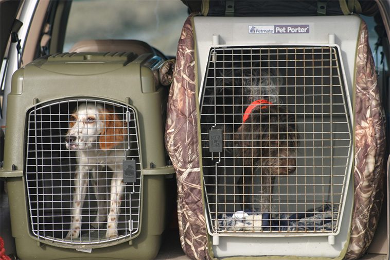 Två jakthundar dog i överhettad kåpa – norska jägare döms för bristande tillsyn