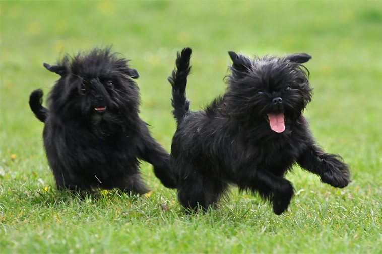 Affenpinscher