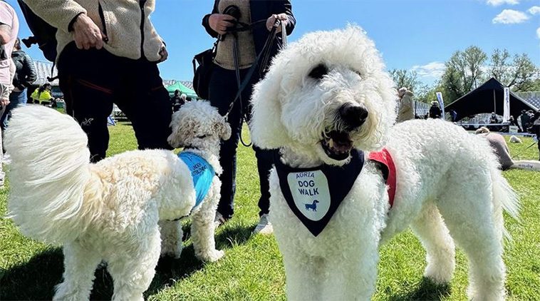 Rekordstor uppslutning på Agria Hundpromenad – tusentals hundar promenerade för hemlösa hundar
