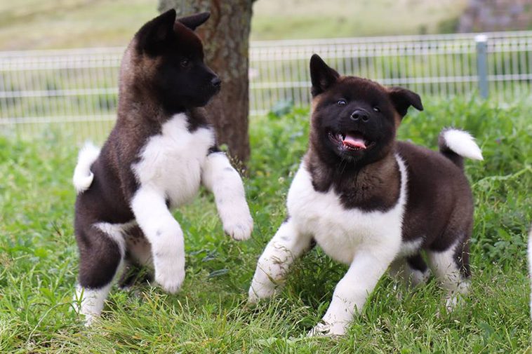 Hundraser: American Akita