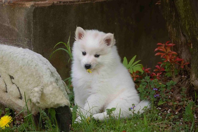 Hundraser: American Eskimo Dog