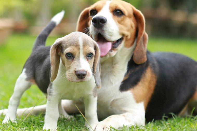 Hundraser: American Foxhound