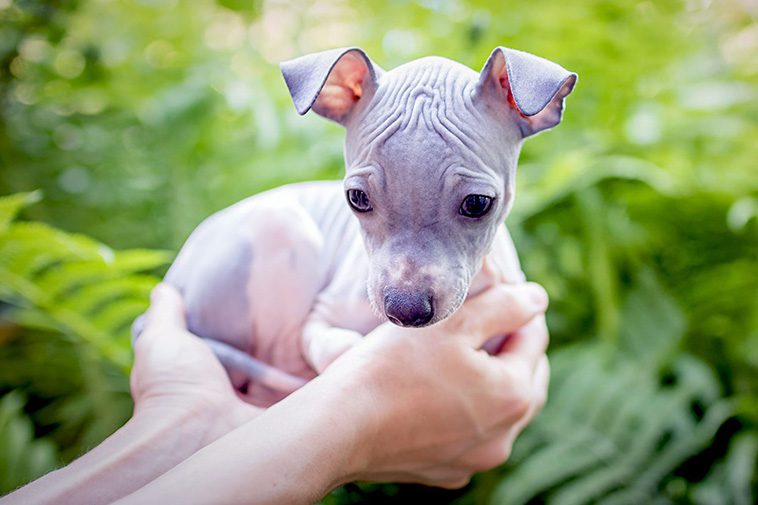 Hundraser: American Hairless Terrier