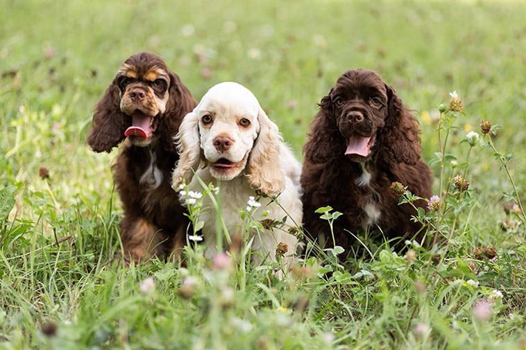 Hundraser: Amerikansk Cocker Spaniel