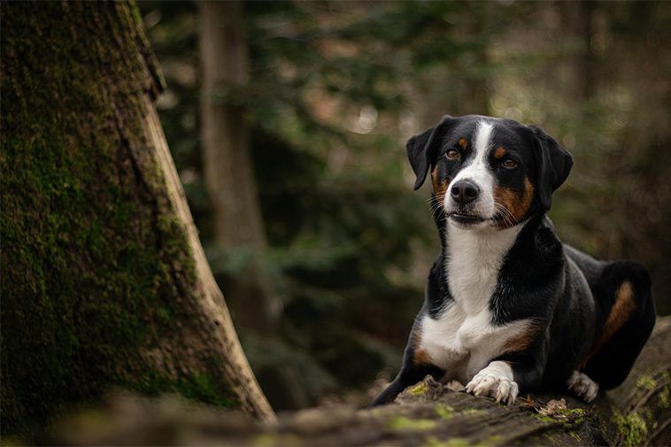 Hundraser: Appenzeller Sennenhund
