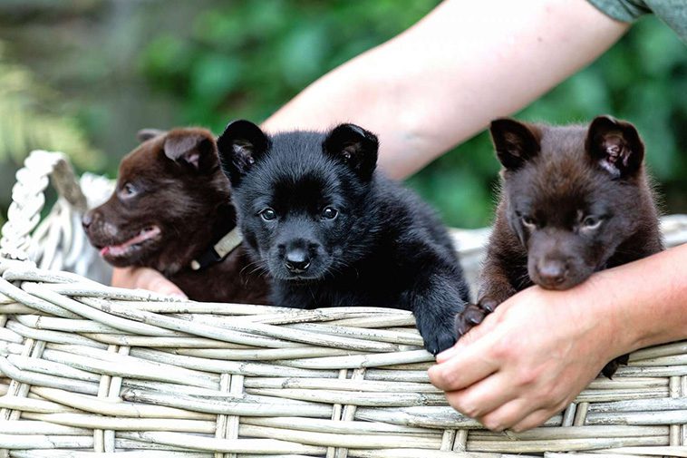 Hundraser: Australian Kelpie