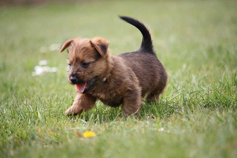 Hundraser: Australisk Terrier