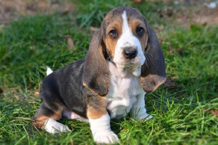 Hundraser: Basset Artésien Normand