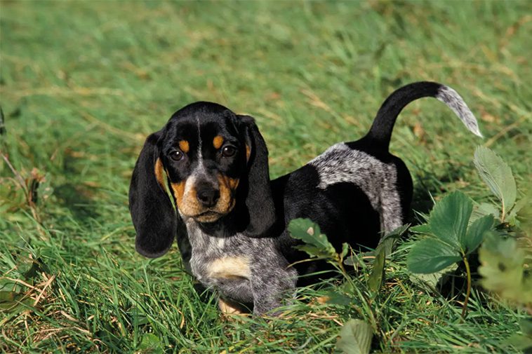 Hundraser: Basset Bleu de Gascogne