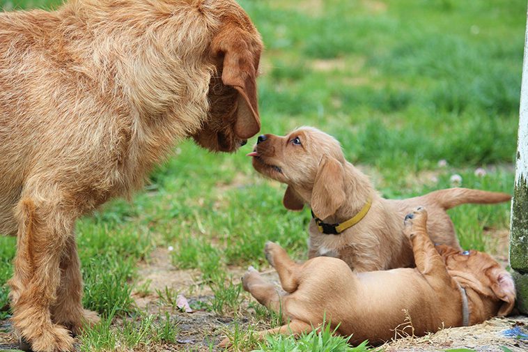 Hundraser: Basset Fauve de Bretagne