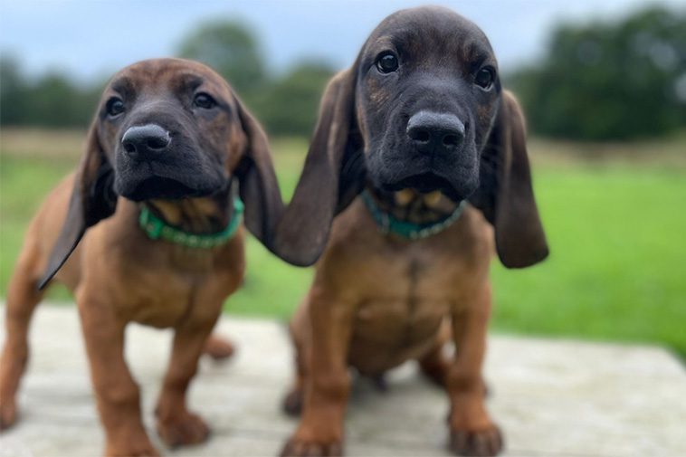 Hundraser: Bayersk Viltspårhund