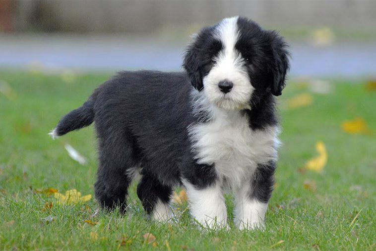 Hundraser: Bearded Collie