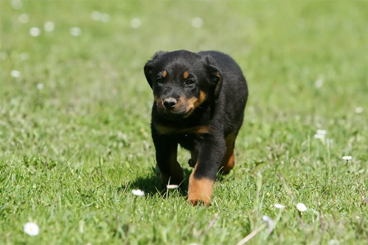 Hundraser: Beauceron