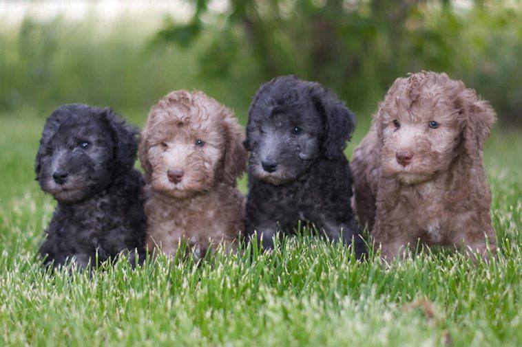 Hundraser: Bedlingtonterrier