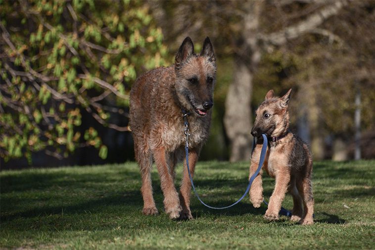 Hundraser: Belgisk Vallhund (Laekenois)