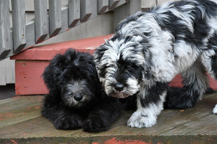 Hundraser: Bergamasco